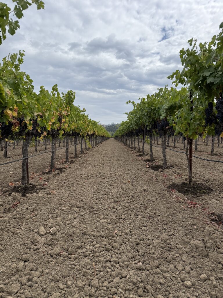 Vineyard - Winery Discharge Requirements (WDR)